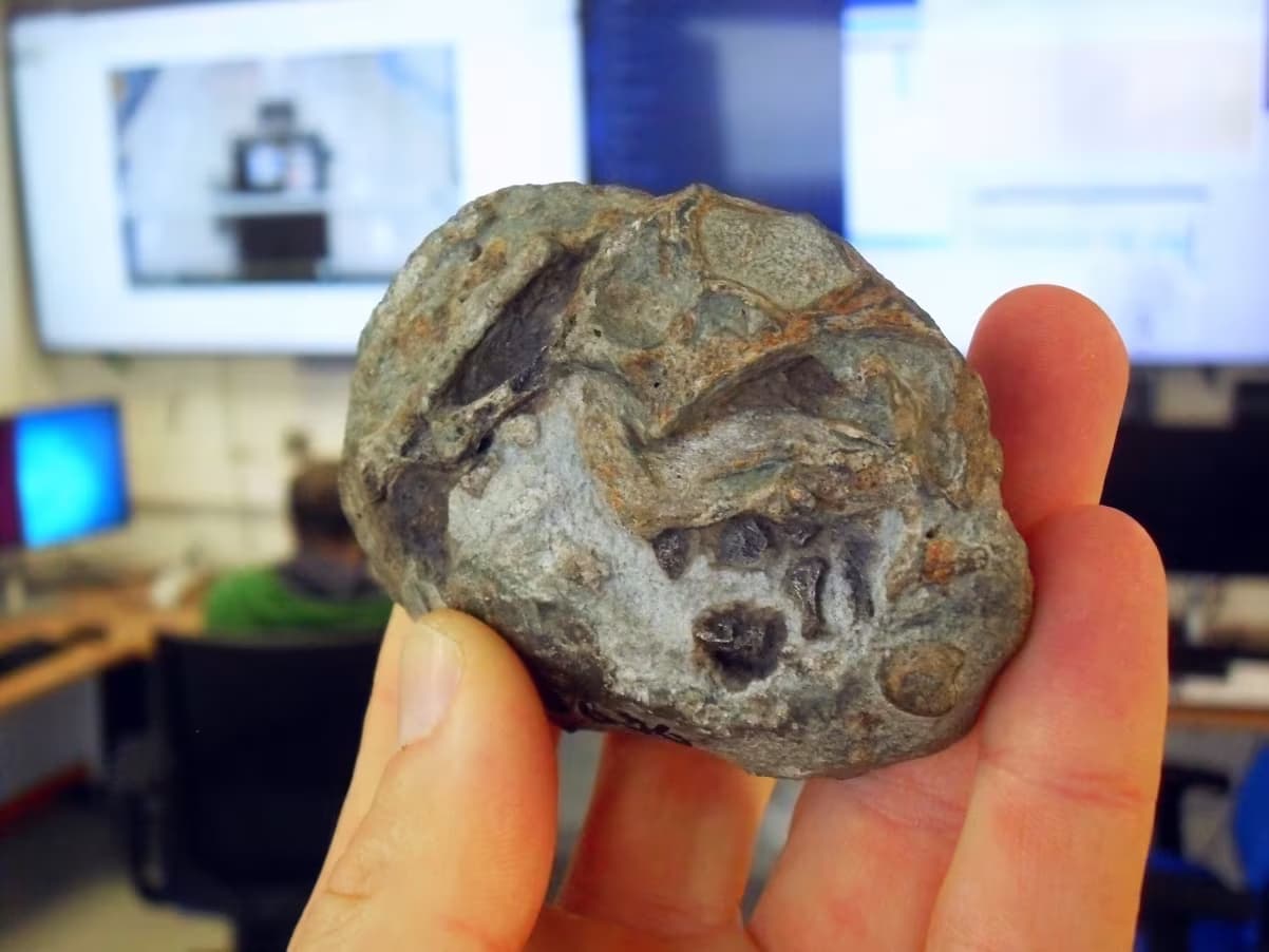 Fóssil de embrião de Lystrosaurus revela primeiros ovos de mamíferos