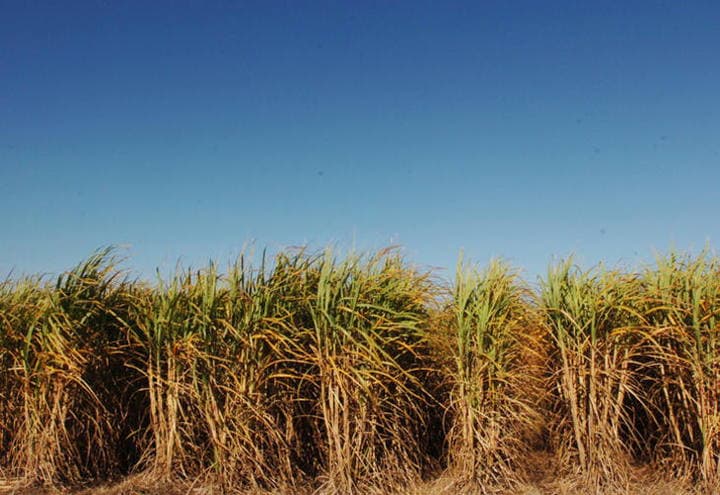 Cana-de-açúcar do Centro-Sul tem queda na moagem em 2025/2026