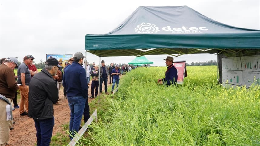 Cultivo de carinata se destaca como alternativa viável aos produtores rurais
