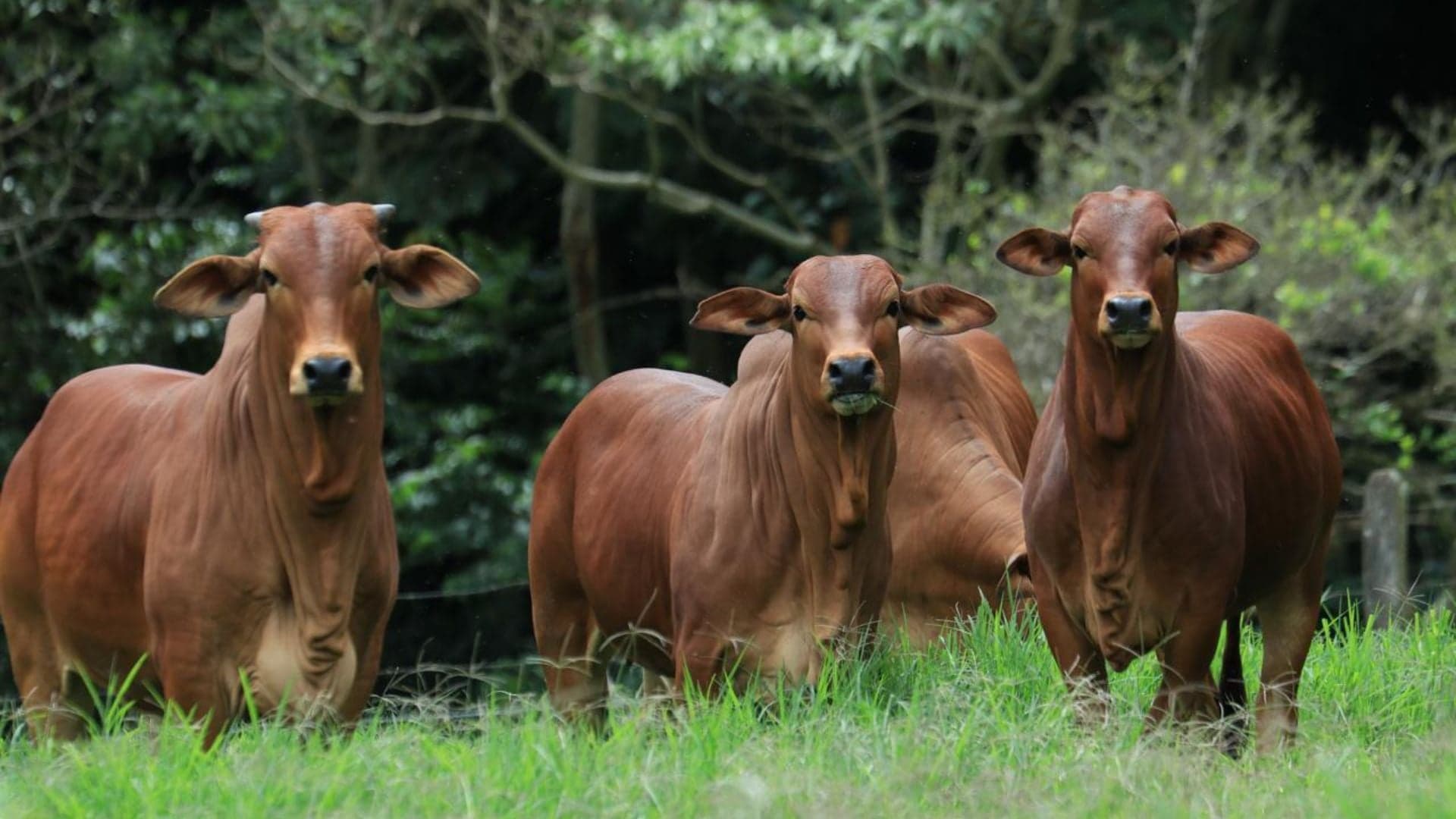 Raça Sindi ganha destaque como solução sustentável na pecuária