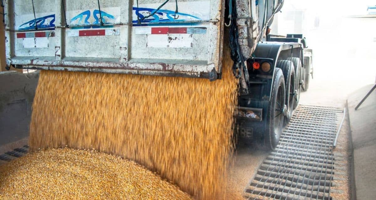 USDA revisa produções agrícolas com aumentos em soja e trigo