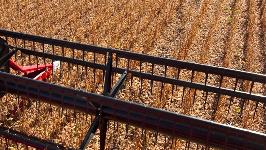 Preços em alta: Colheita da soja impulsiona mercado