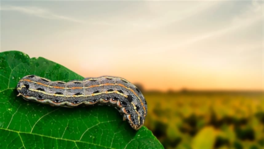Atraente alimentar: uma solução contra a Helicoverpa
