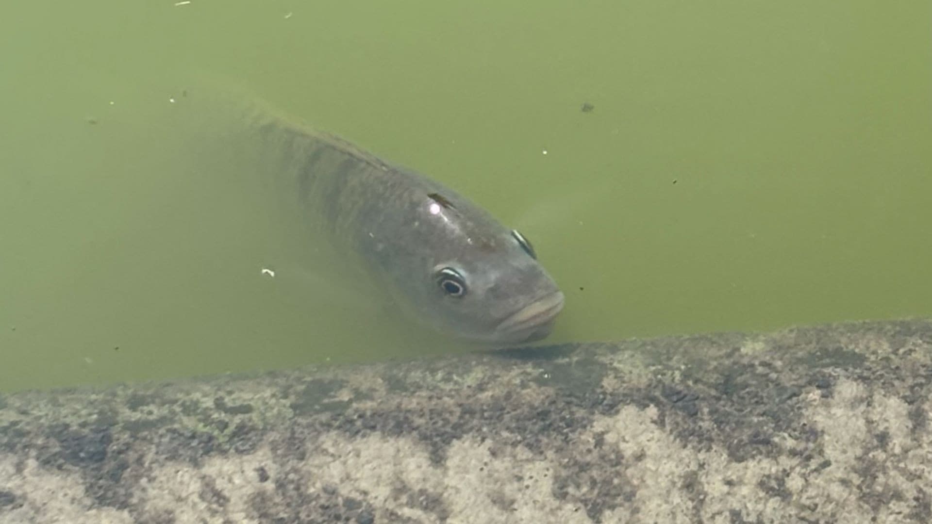 Embrapa divulga manual sobre criação de peixes, incluindo tilápia