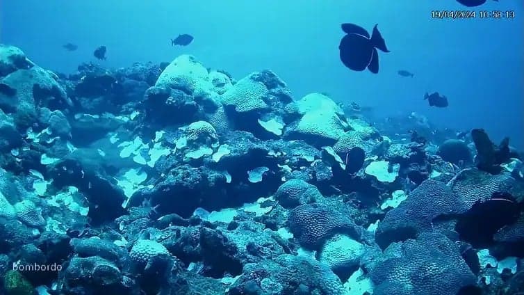 Pesquisadores buscam preservar recifes de coral diante do aquecimento global