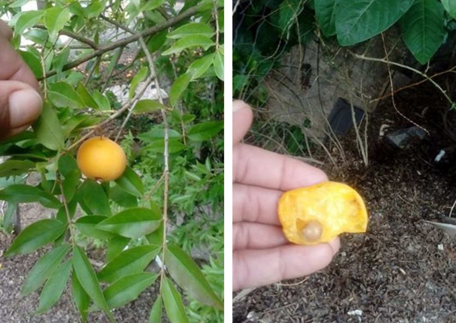 Uvaia: fruta azeda que transforma em suco delicioso