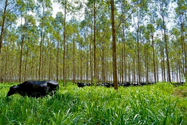Bradesco aprova empréstimo de R$ 50 milhões para projeto de integração rural