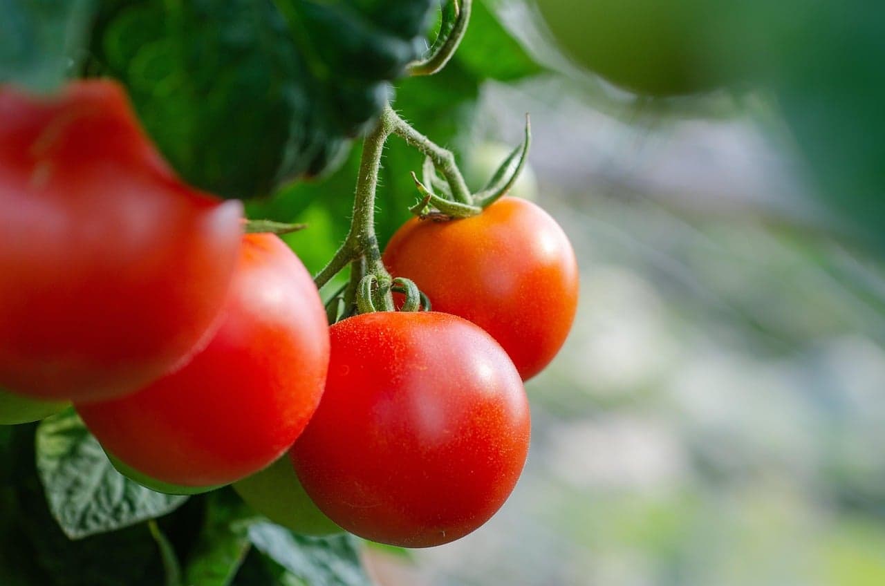 Concurso do Melhor Tomate do Brasil retorna em 2027 com novidades
