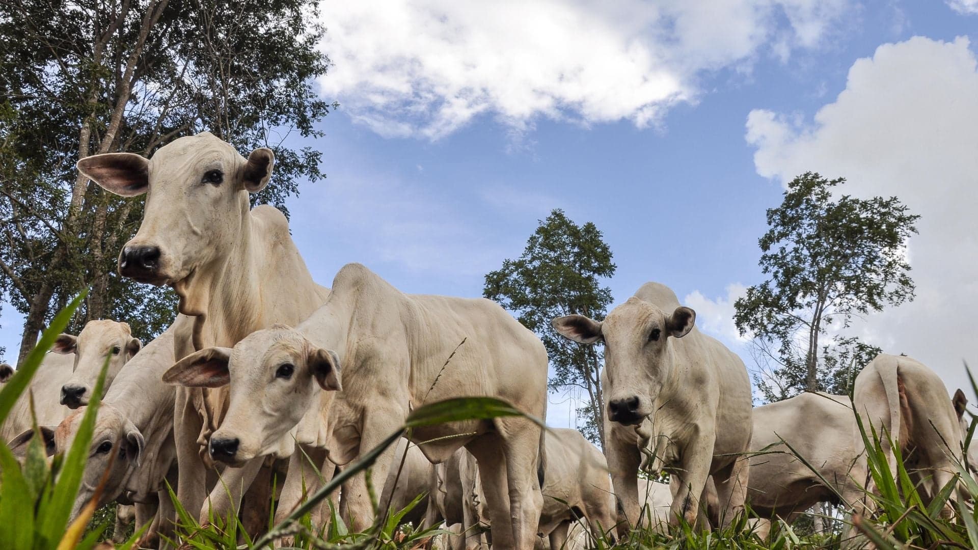 Pecuarista na Bahia enfrenta emergência com vaca leiteira doente