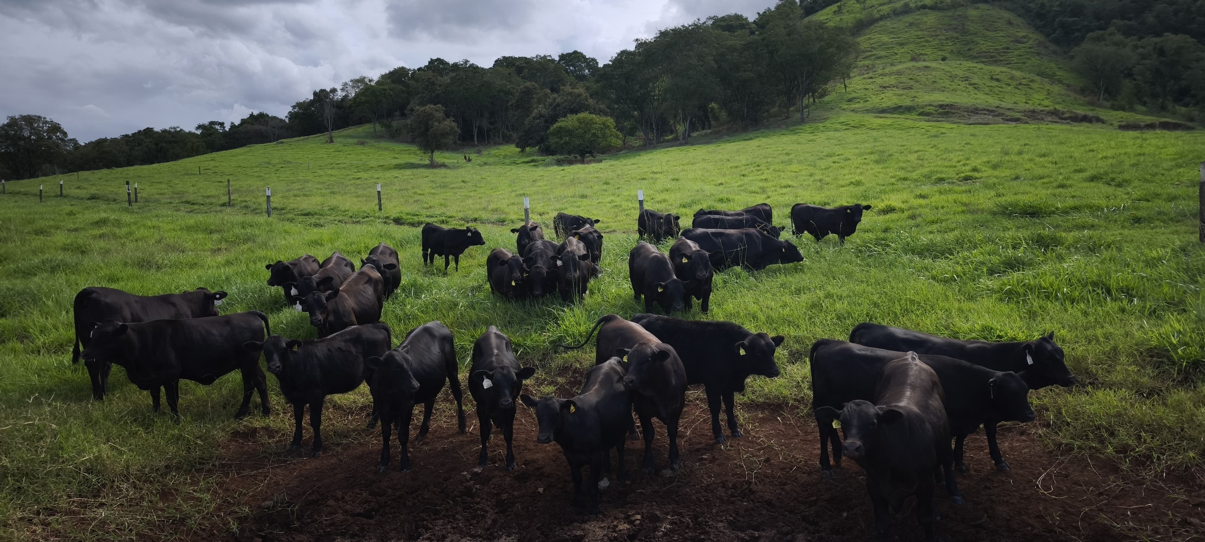Senangus desponta no Brasil como opção para carne premium e resistência
