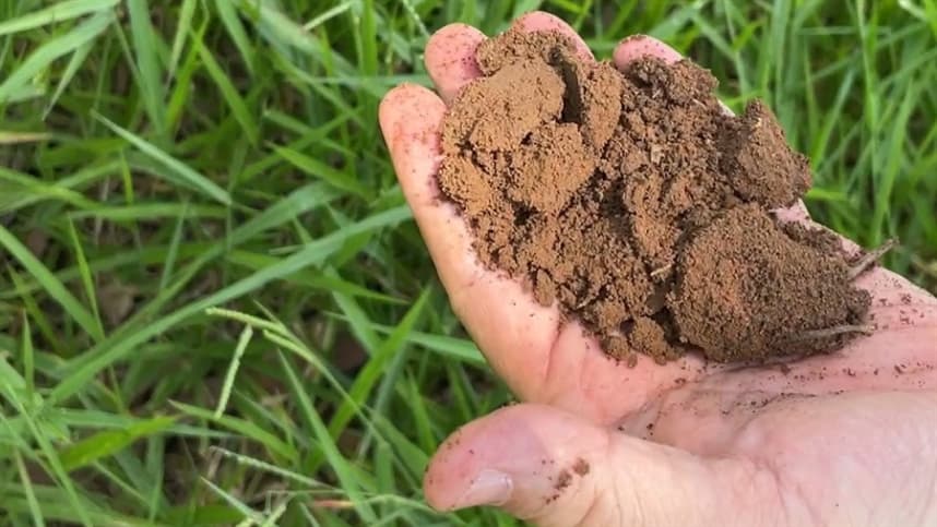 Brasil enfrenta degradação de pastagens e busca recuperação sustentável