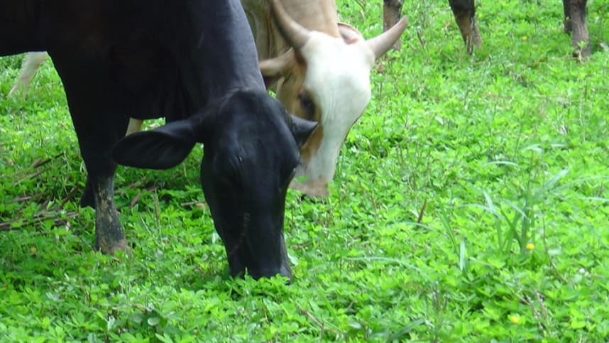 Arroba do boi gordo tem preço em queda a prazo em Mato Grosso