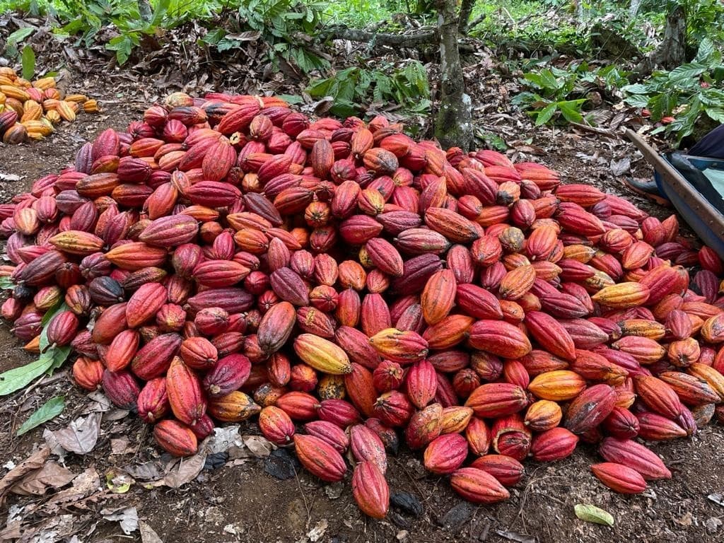 Cacau e algodão sustentam preços altos na bolsa de Nova York
