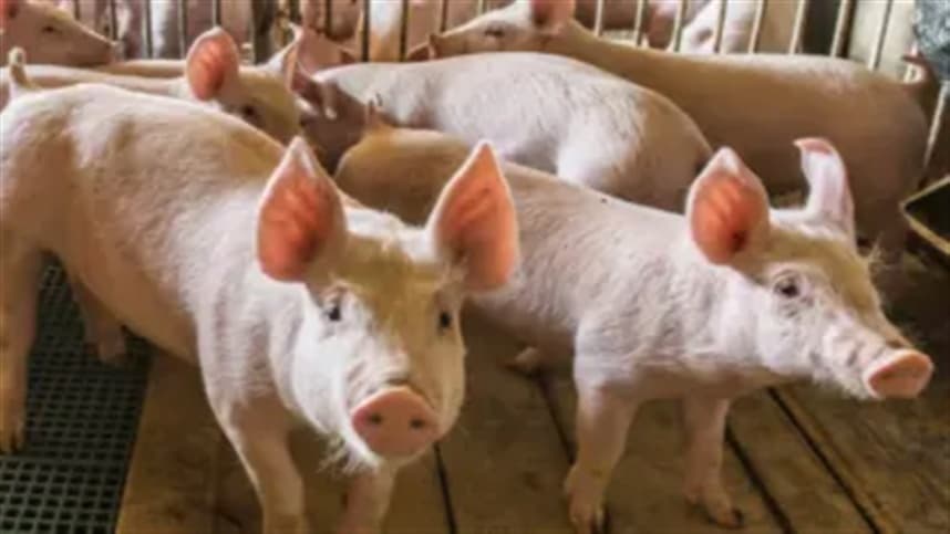 Suinocultores de MS ganham incentivos por práticas sustentáveis