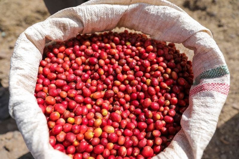 Exportações de café do Brasil atingem recorde em agosto, mas acumulado de 2026 apresenta queda
