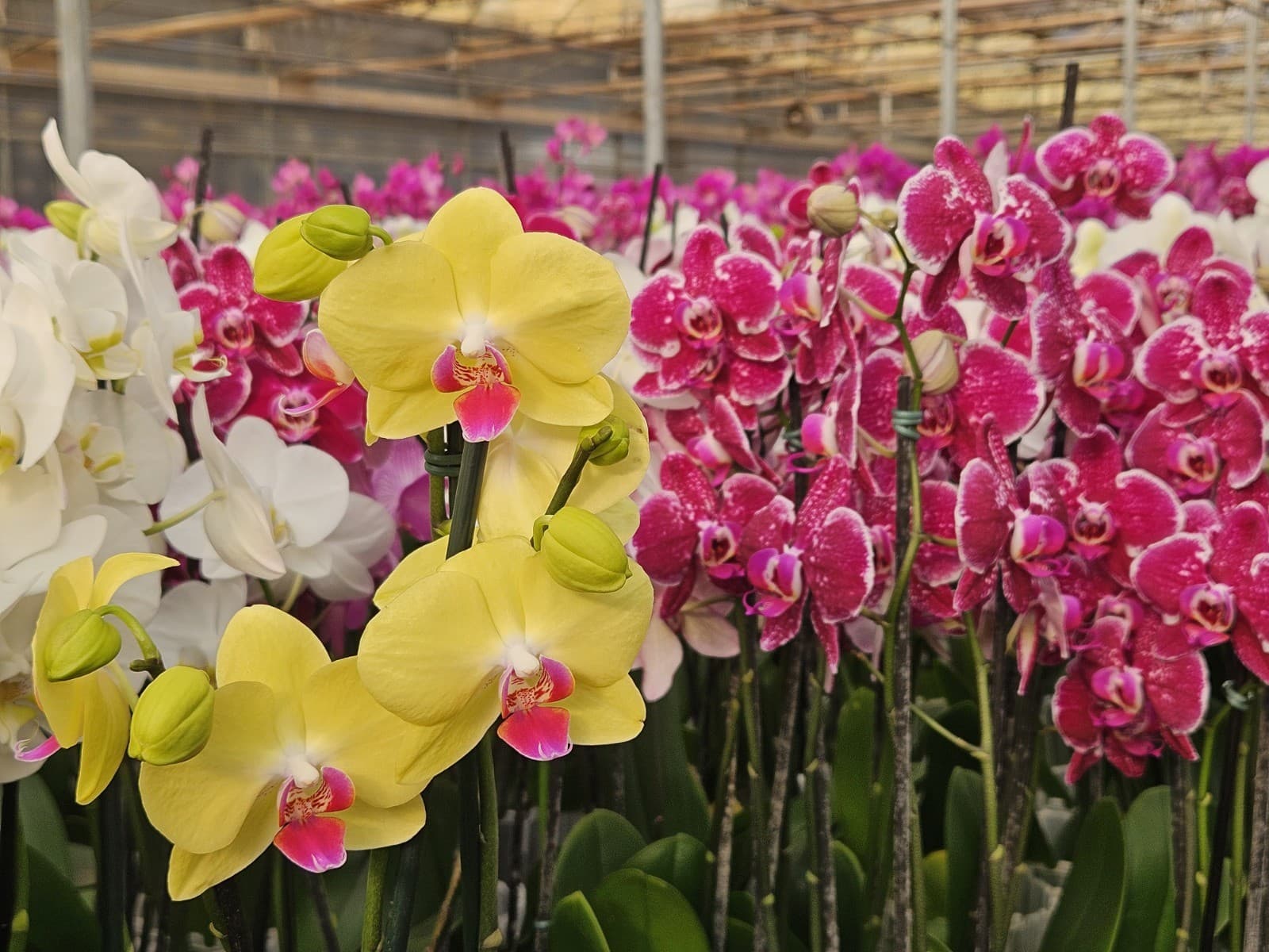 Cultivo de Orquídeas: Dicas para Iniciantes e Diversidade de Espécies