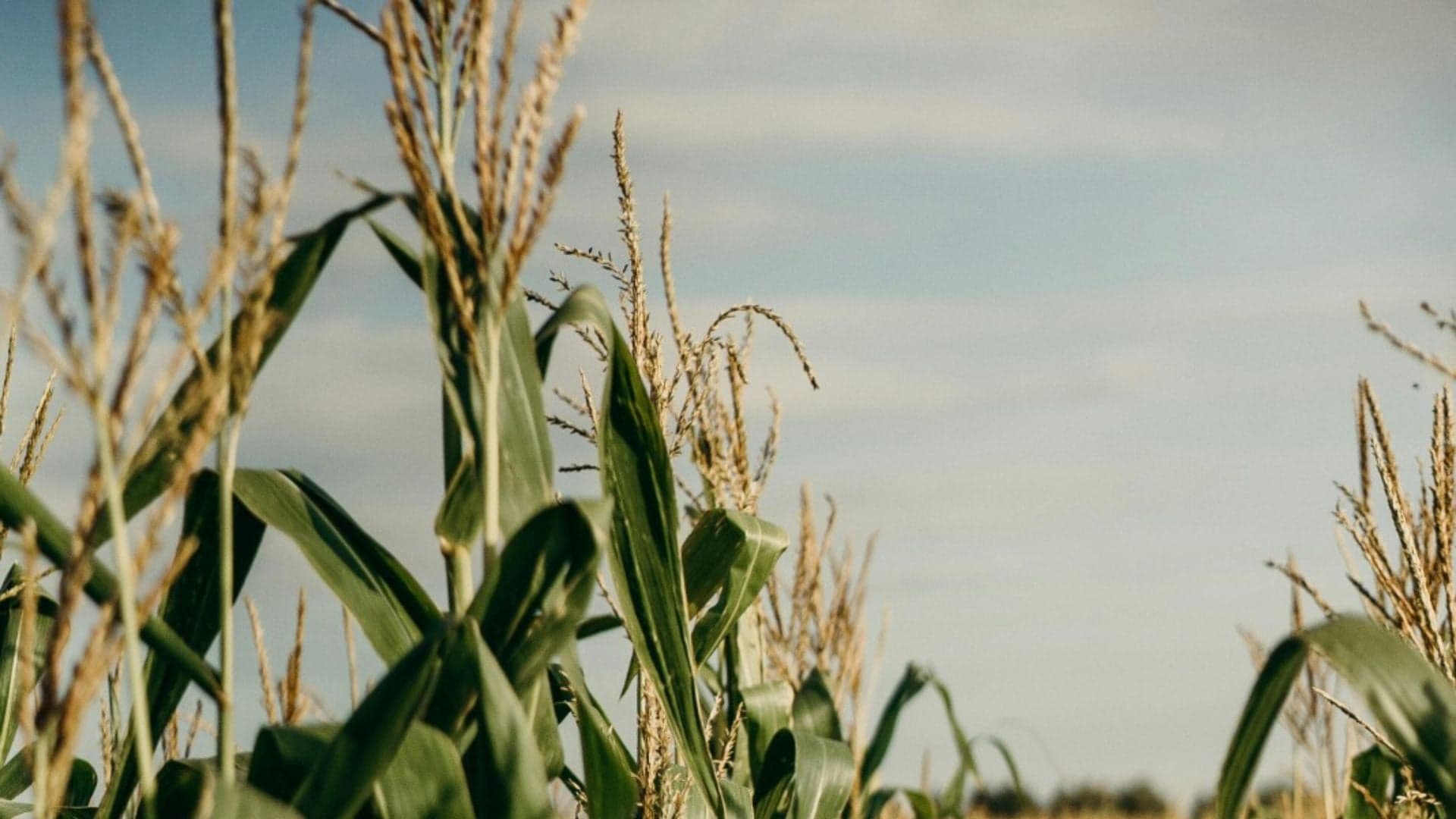 Embrapa lança selo de baixo carbono para milho e sorgo