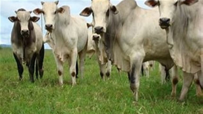 Pecuária ganha destaque na Bahia Farm Show com leilão próprio