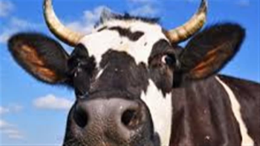 Vacas leiteiras se tornam tokens digitais para acesso a crédito no Paraná