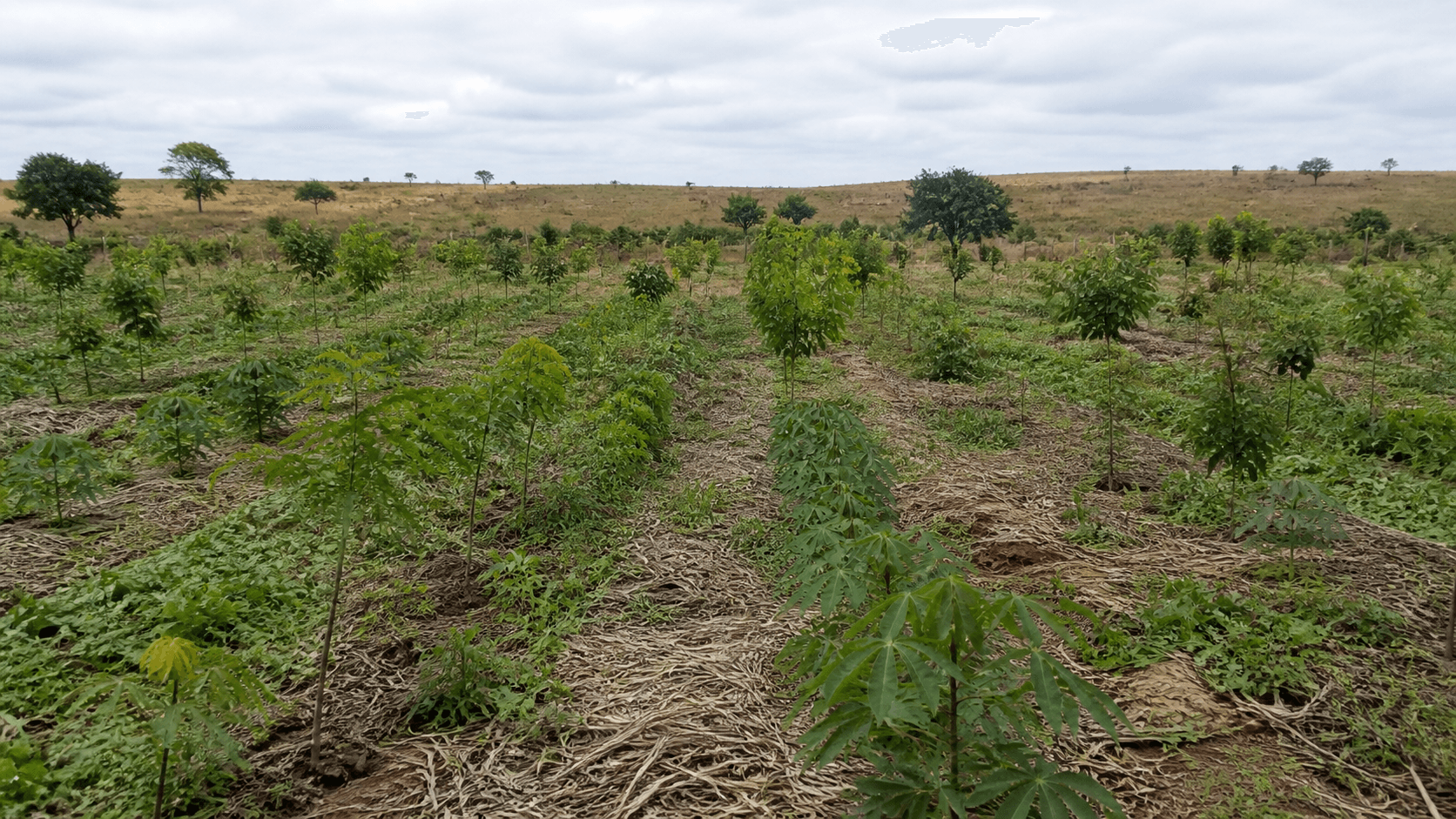 BNDES libera R$ 18 milhões para agroflorestas em Roraima