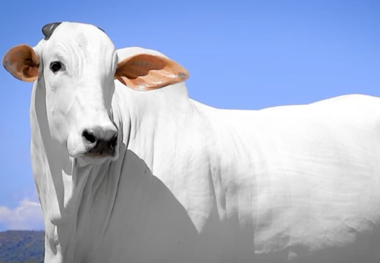 Vaca Nelore de Isis Valverde será leiloada com 50% da propriedade