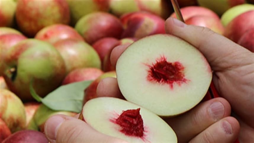 Nectarinas frescas por mais tempo: ampliando a oferta de frutas ao consumidor