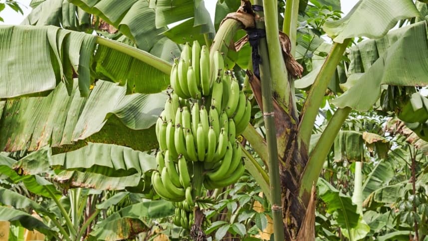 Broca-do-rizoma ameaça produção de banana no Brasil