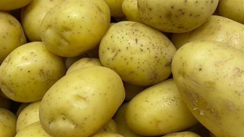 Preços da batata caem com aumento da colheita nas regiões produtoras