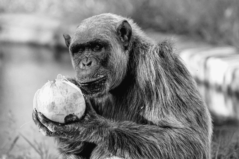 Zoológico de Belo Horizonte anuncia morte do chimpanzé Serafim