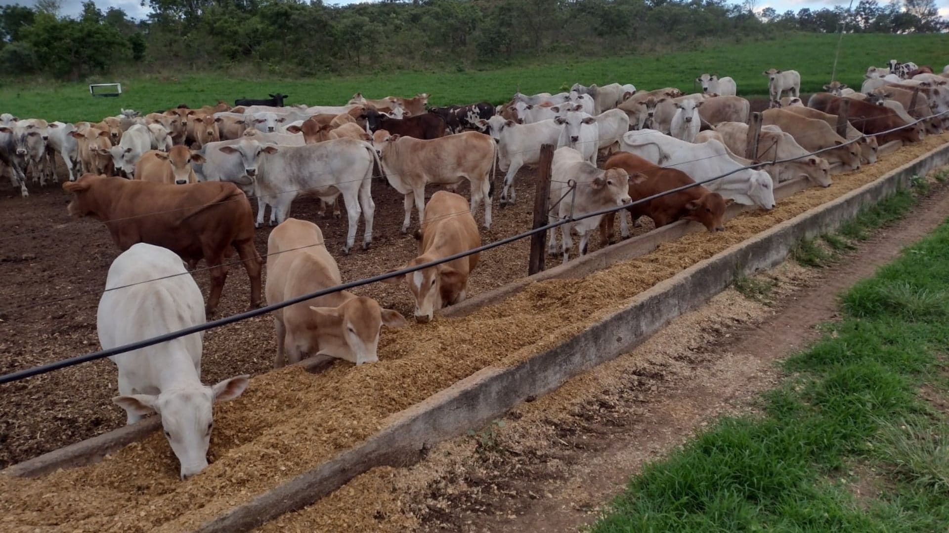 Recria intensiva: estratégia para aumentar produtividade na pecuária