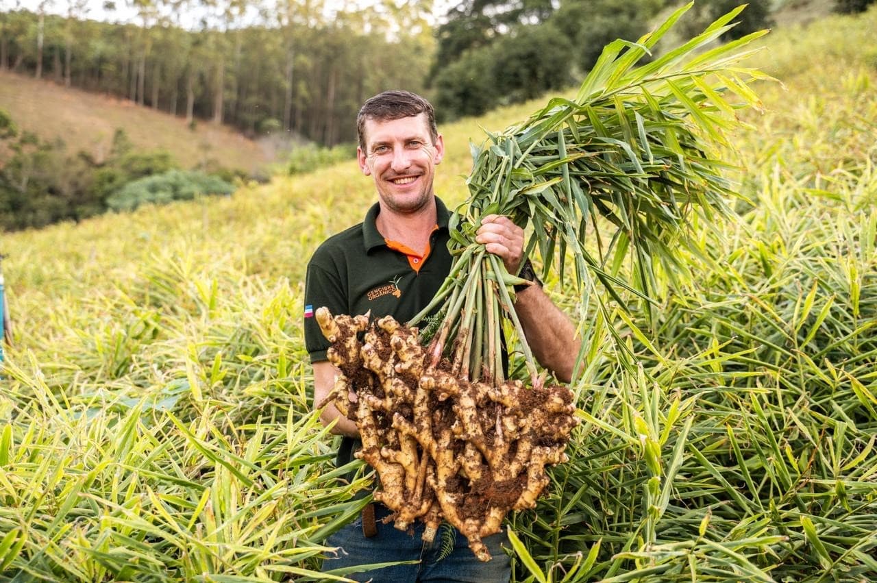 Cultivar de gengibre 'Imigrante' é a primeira registrada no Brasil