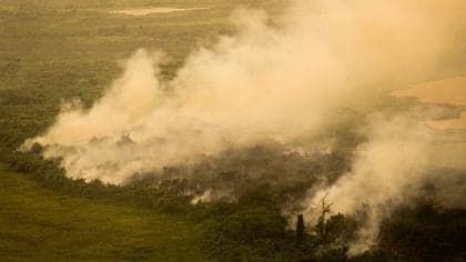 Brasil enfrenta perdas devastadoras na safra de soja devido ao calor
