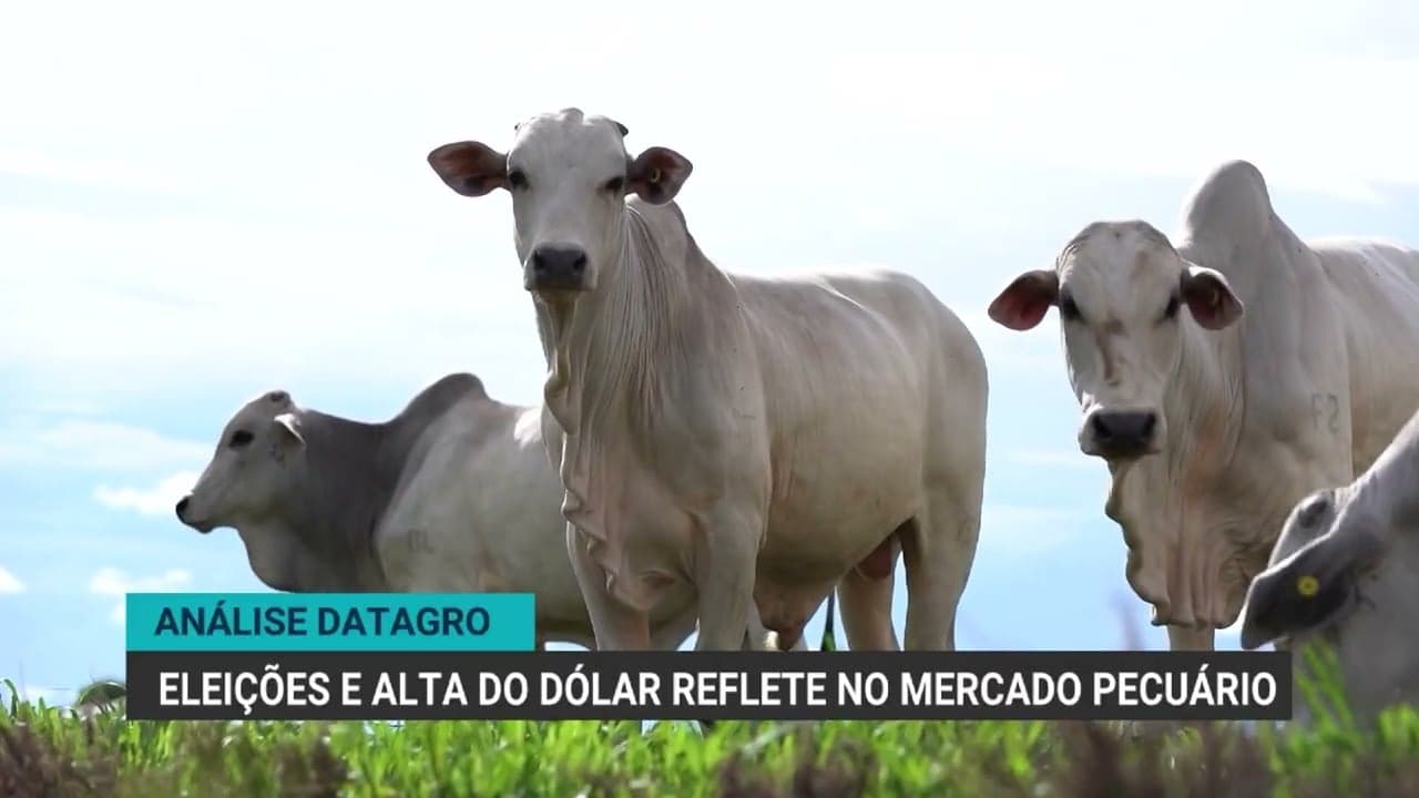 Análise aponta influência das eleições e alta do dólar no mercado do boi gordo