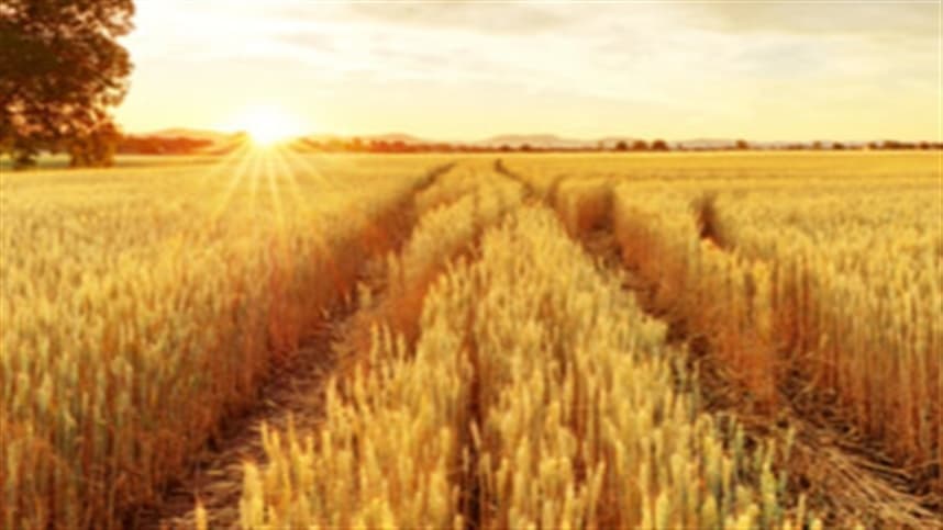 Produção de trigo, milho e soja dos EUA é afetada por redução de áreas plantadas