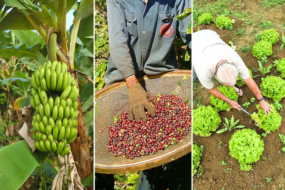 Agropecuária registra queda e afeta atividade econômica em julho