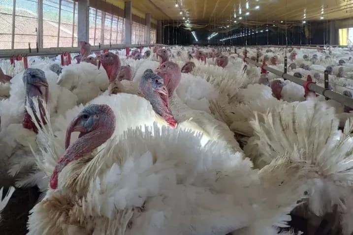 México suspende importação de produtos avícolas do Brasil por focos de doença