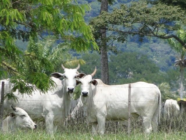 Mercado do boi gordo mantém preços estáveis em várias regiões