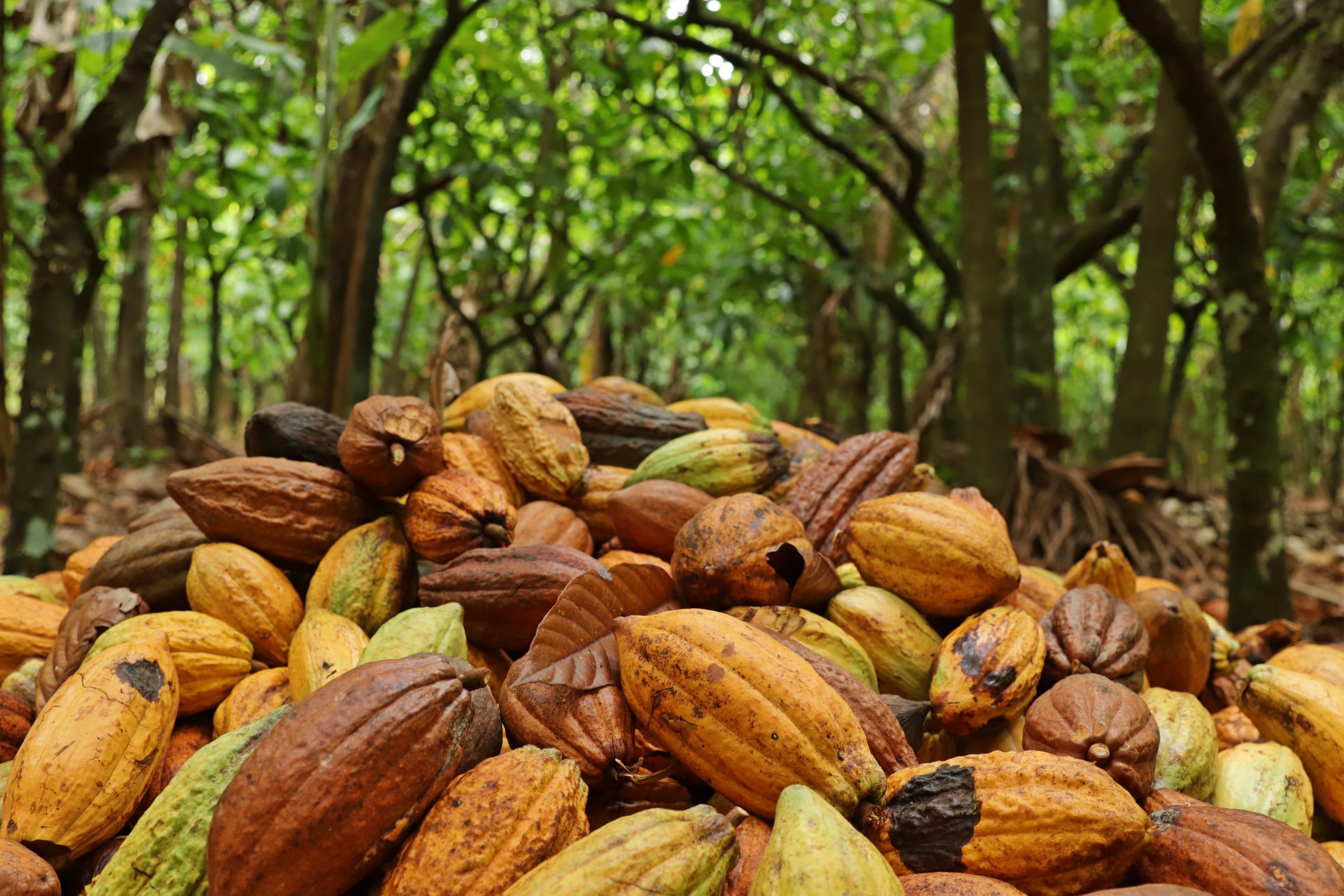 ExpoCacau destaca preocupações sobre El Niño no mercado de cacau