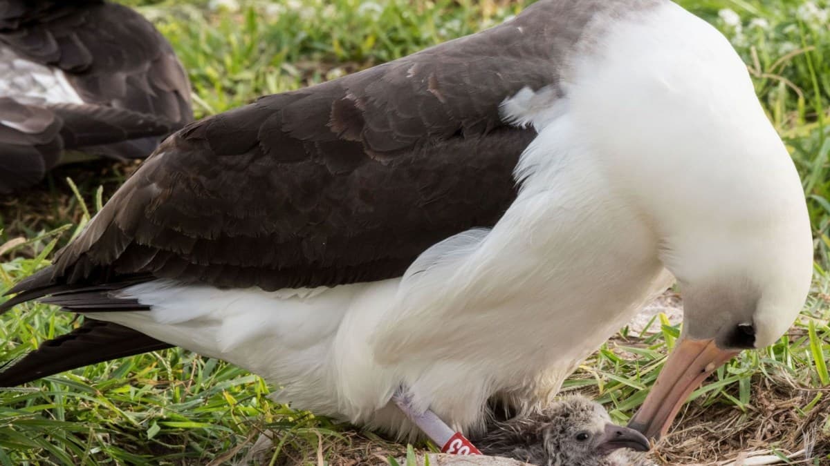 Albatroz Wisdom completa 75 anos e continua a retornar ao atol de Midway
