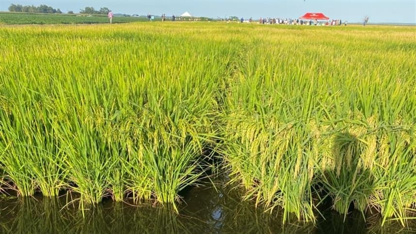 Produtores de arroz no Sul lutam contra ervas daninhas resistentes