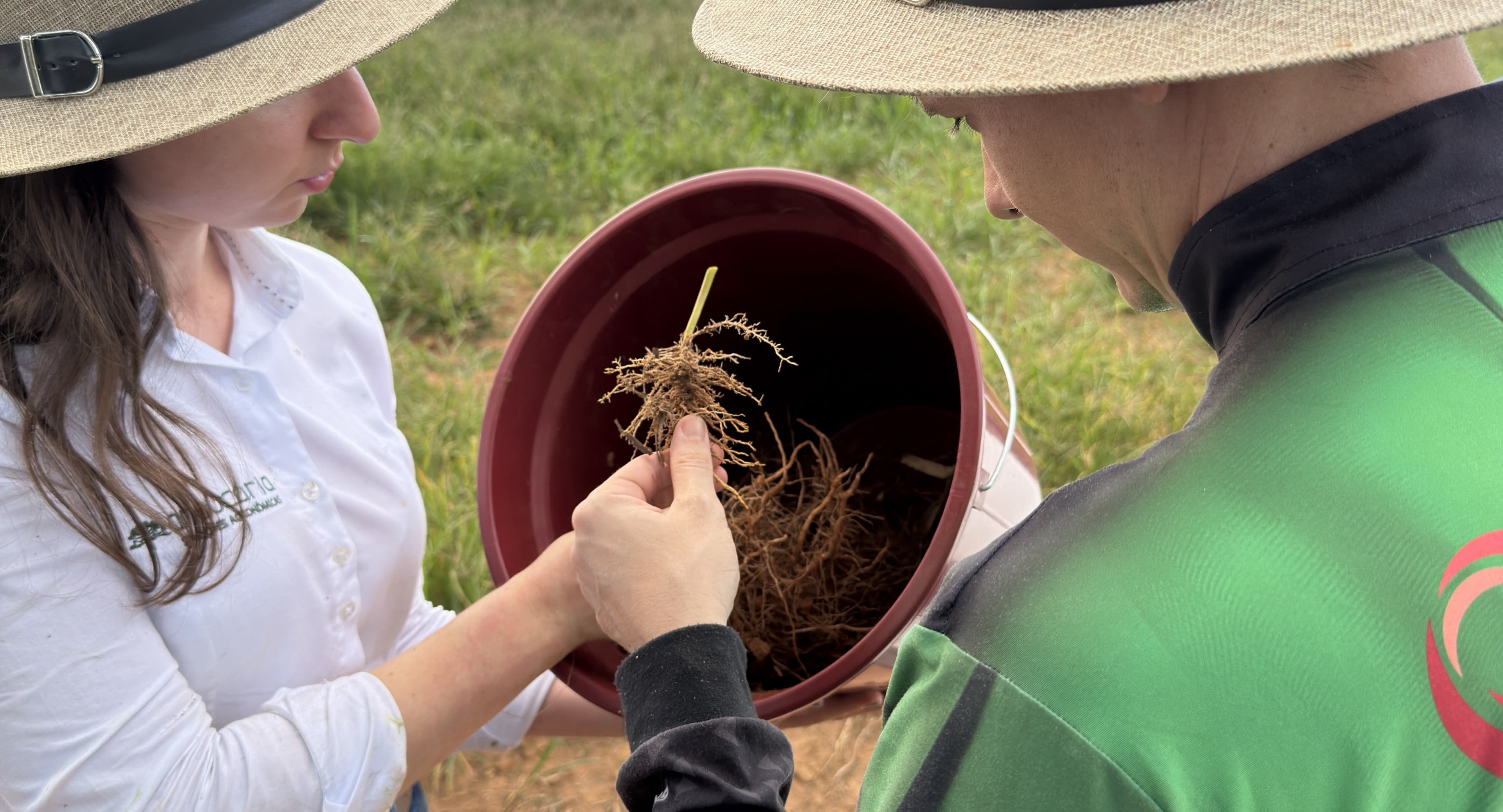 Nematoides ameaçam lavouras no Centro-Oeste do Brasil