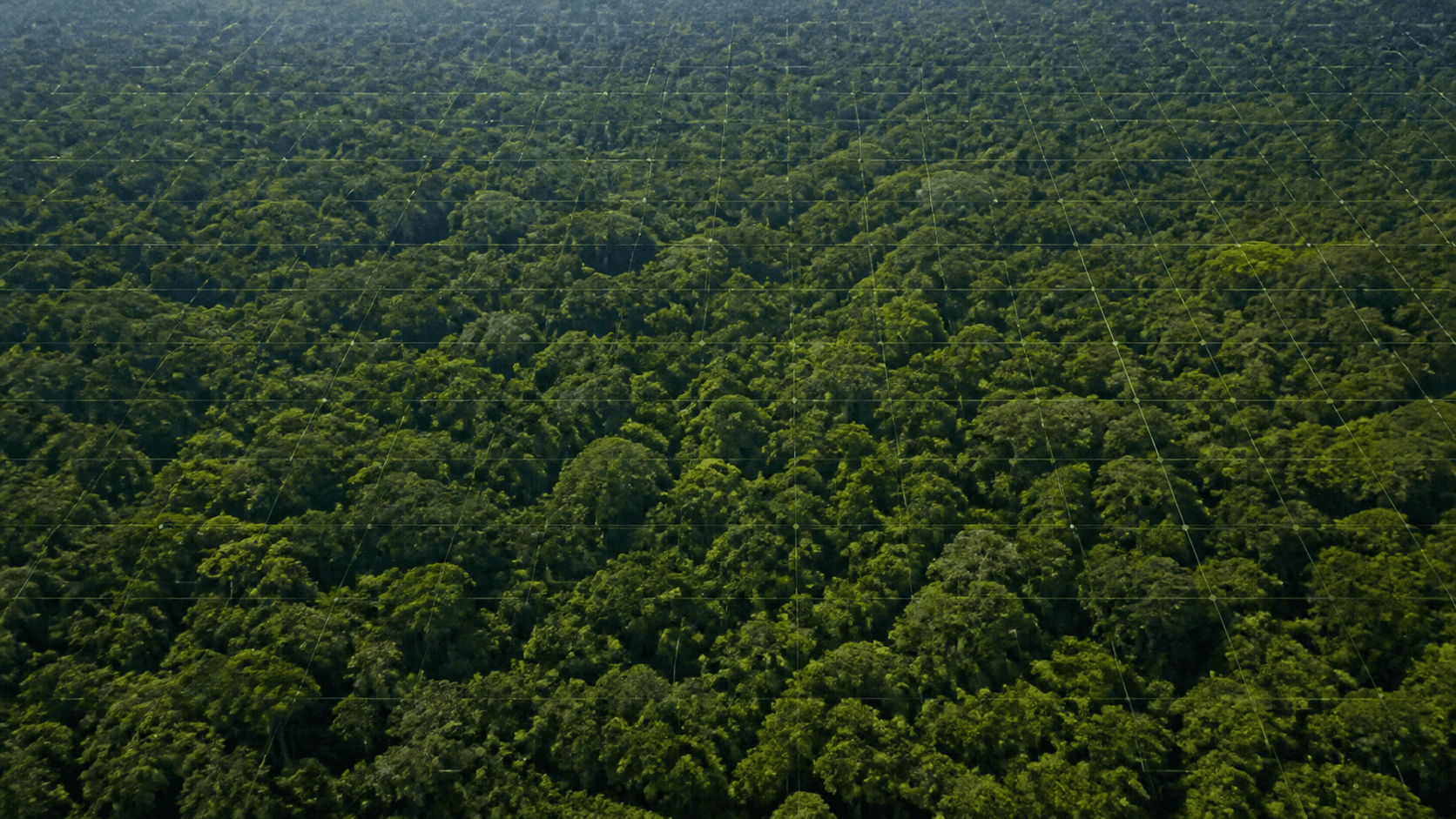Países Baixos anunciam investimento de US$ 500 milhões em fundo florestal