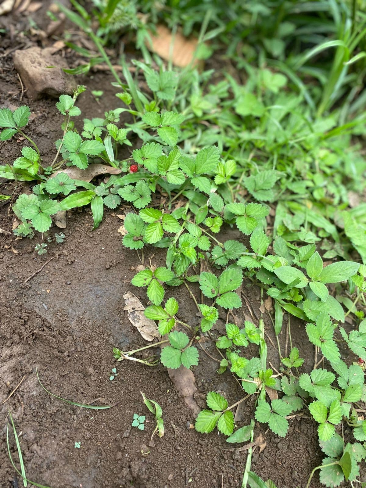 Morango silvestre é identificado em sítio de SC e é comestível