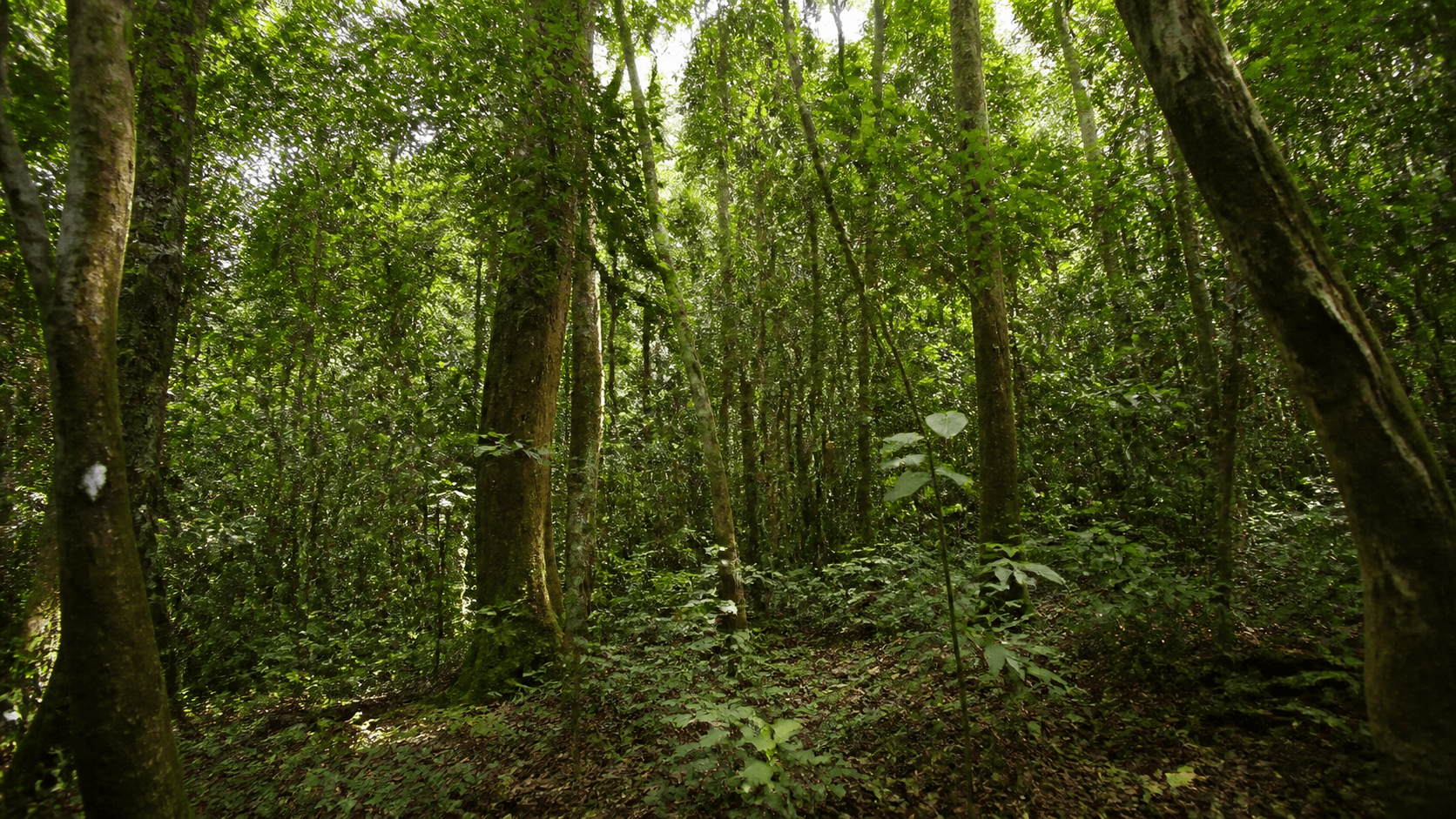 MMA Atualiza Lista de Espécies da Flora Ameaçadas de Extinção