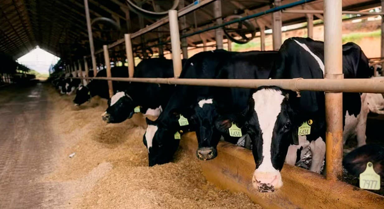 Leite A2 cresce no Brasil como alternativa saudável