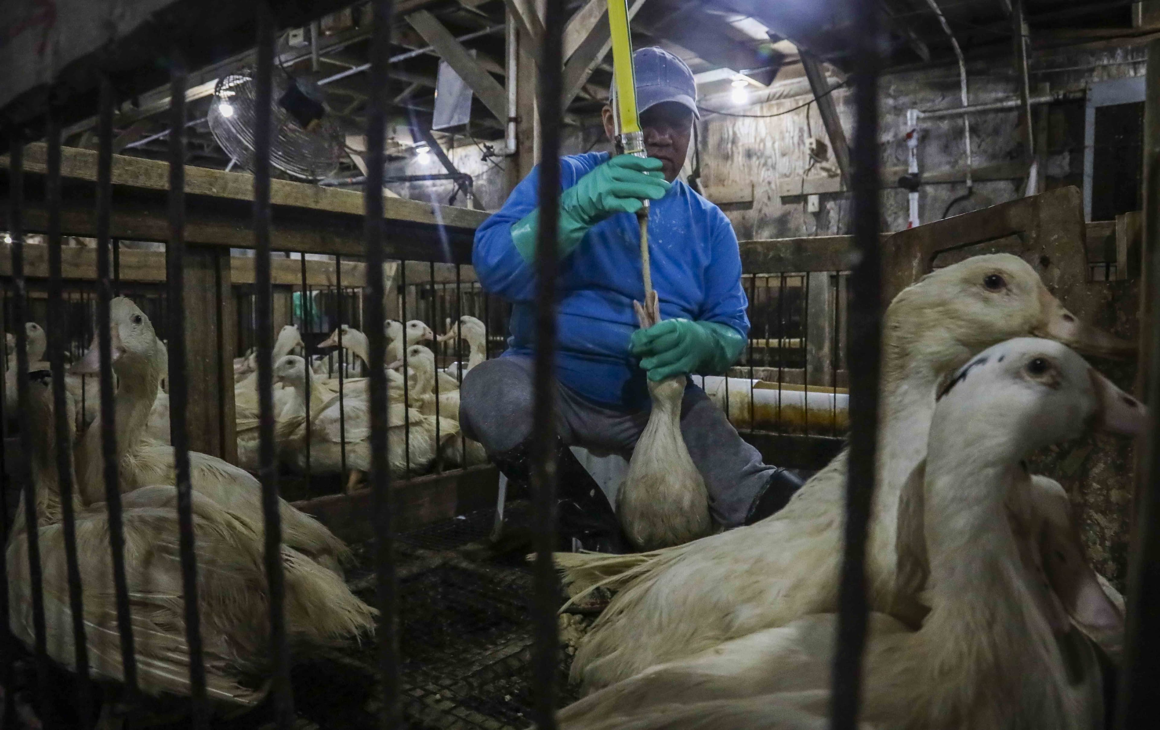 Brasil proíbe produção de foie gras e gera tensão com a França