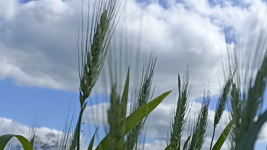 Mercados agrícolas reagem a colheitas e incertezas no Mar Negro