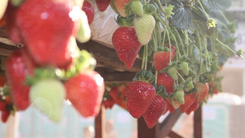 Maturação dos morangos tem sido favorecida pelas condições climáticas