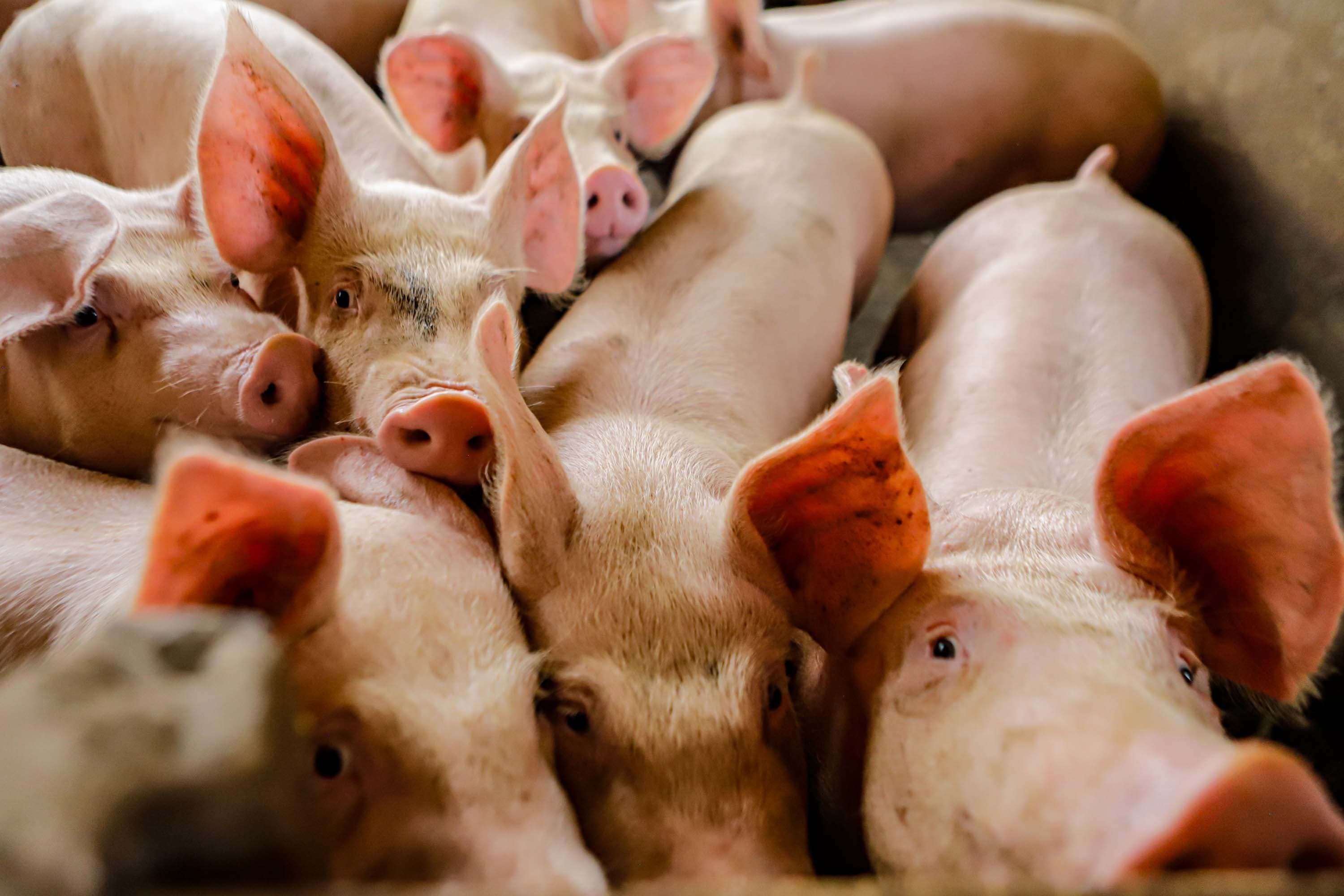 Preços do suíno vivo caem em abril, indica Cepea