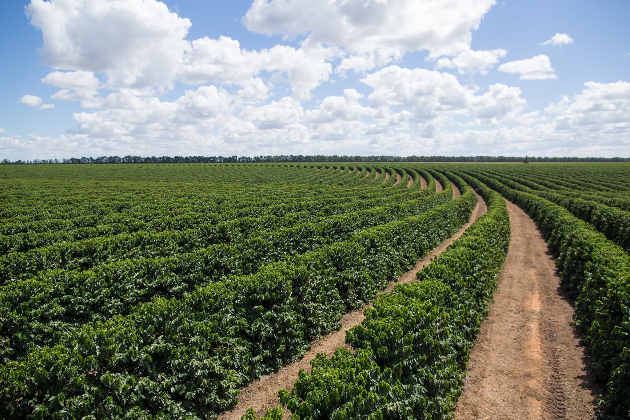 Cafeicultores se preparam para nova safra com fertilizantes em alta